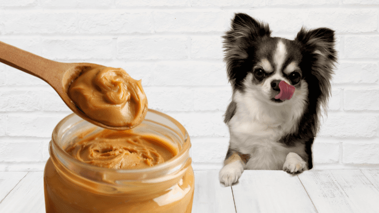 犬はピーナッツバターを食べても大丈夫？メリット・デメリットを解説します