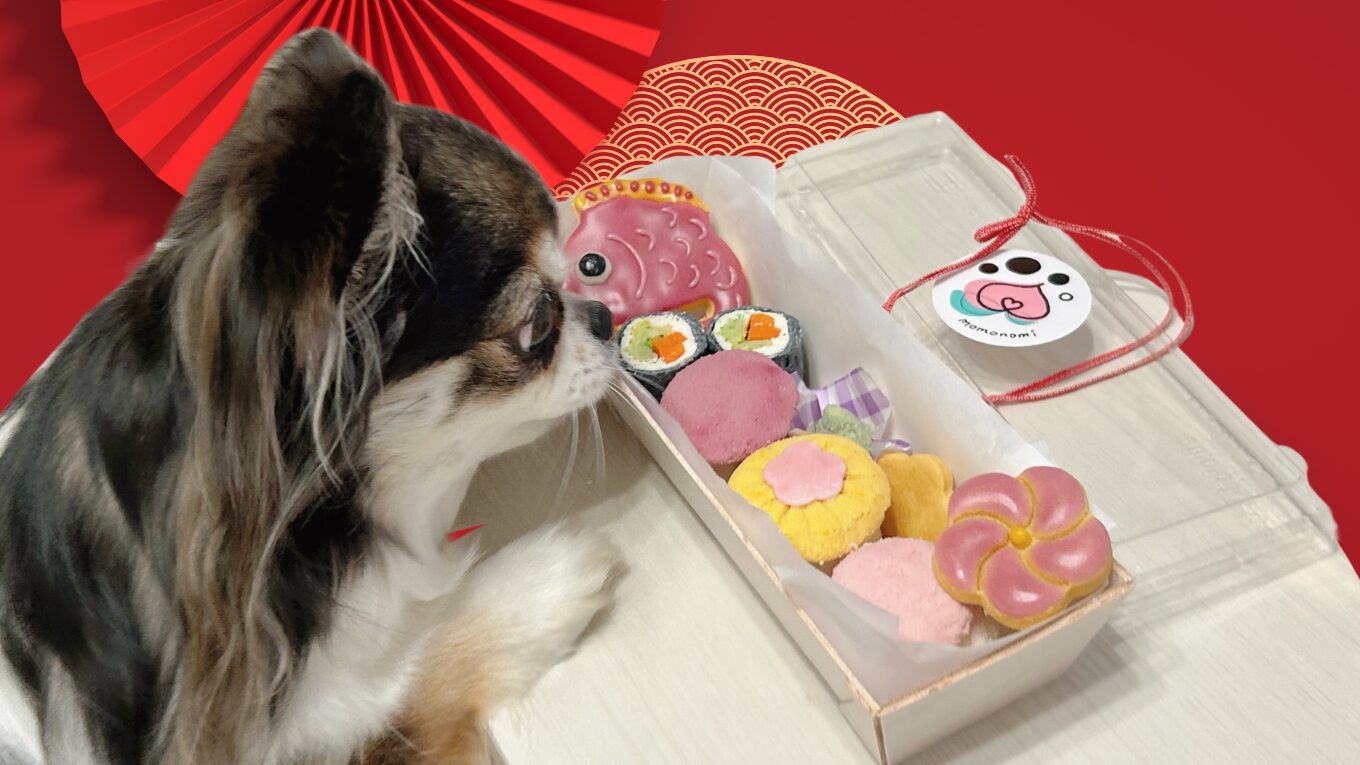 モモノミ 犬 正月