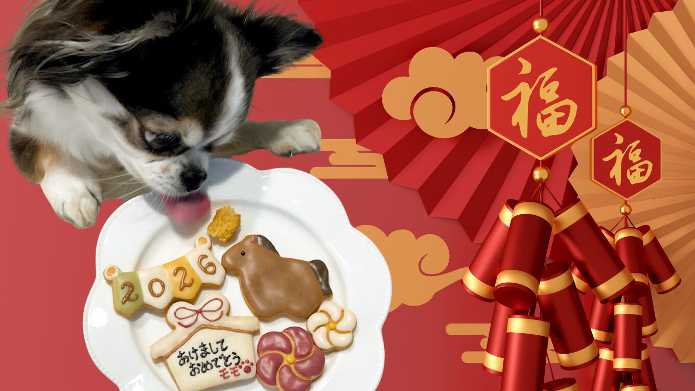 モモノミ 犬 正月