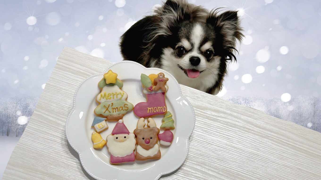 モモノミ 犬 クリスマス