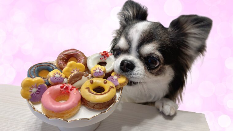 モモノミ 犬 冬