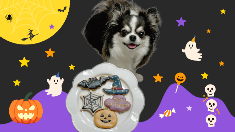 momonomi 犬 ハロウィン