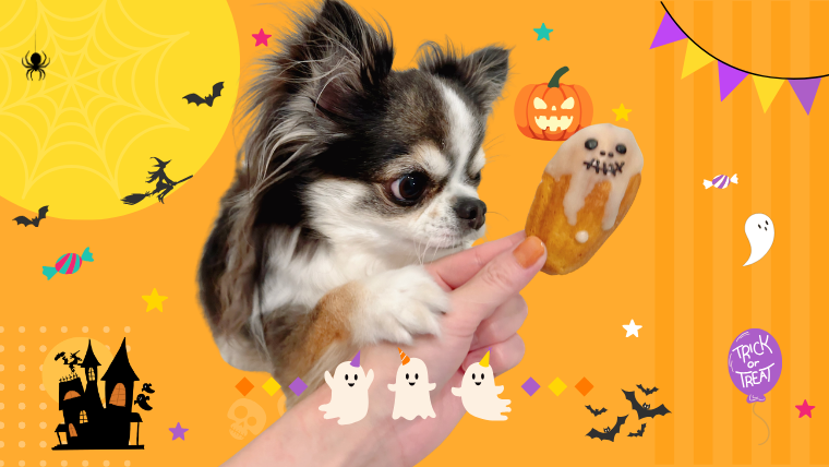 momonomi 犬 ハロウィン